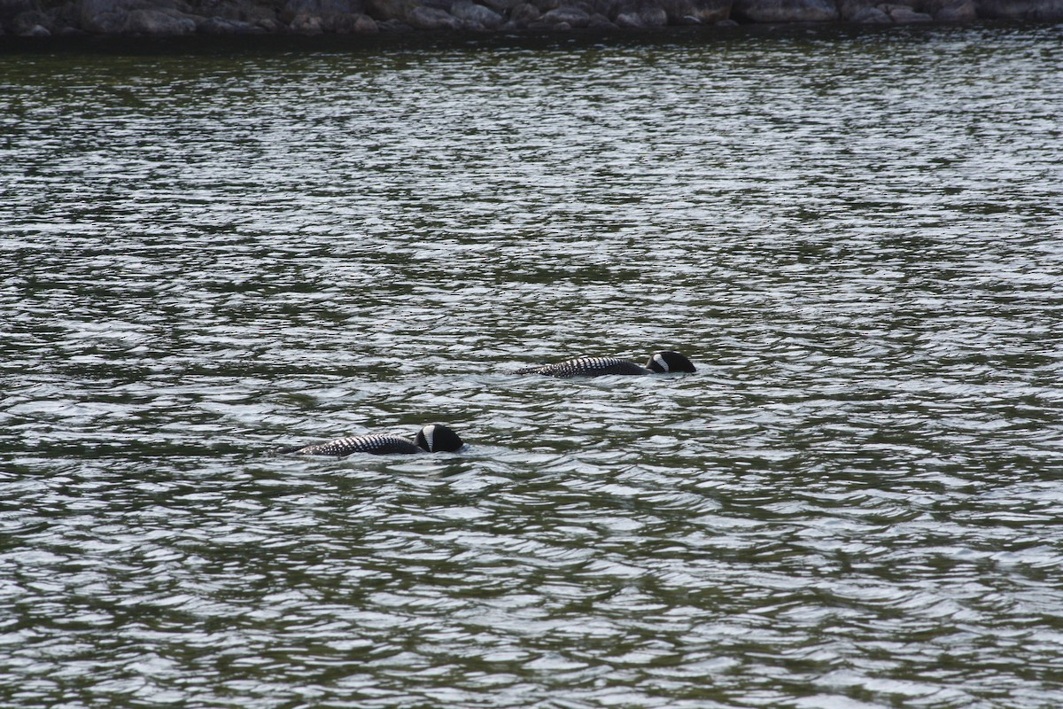 Common Loon - ML620522113