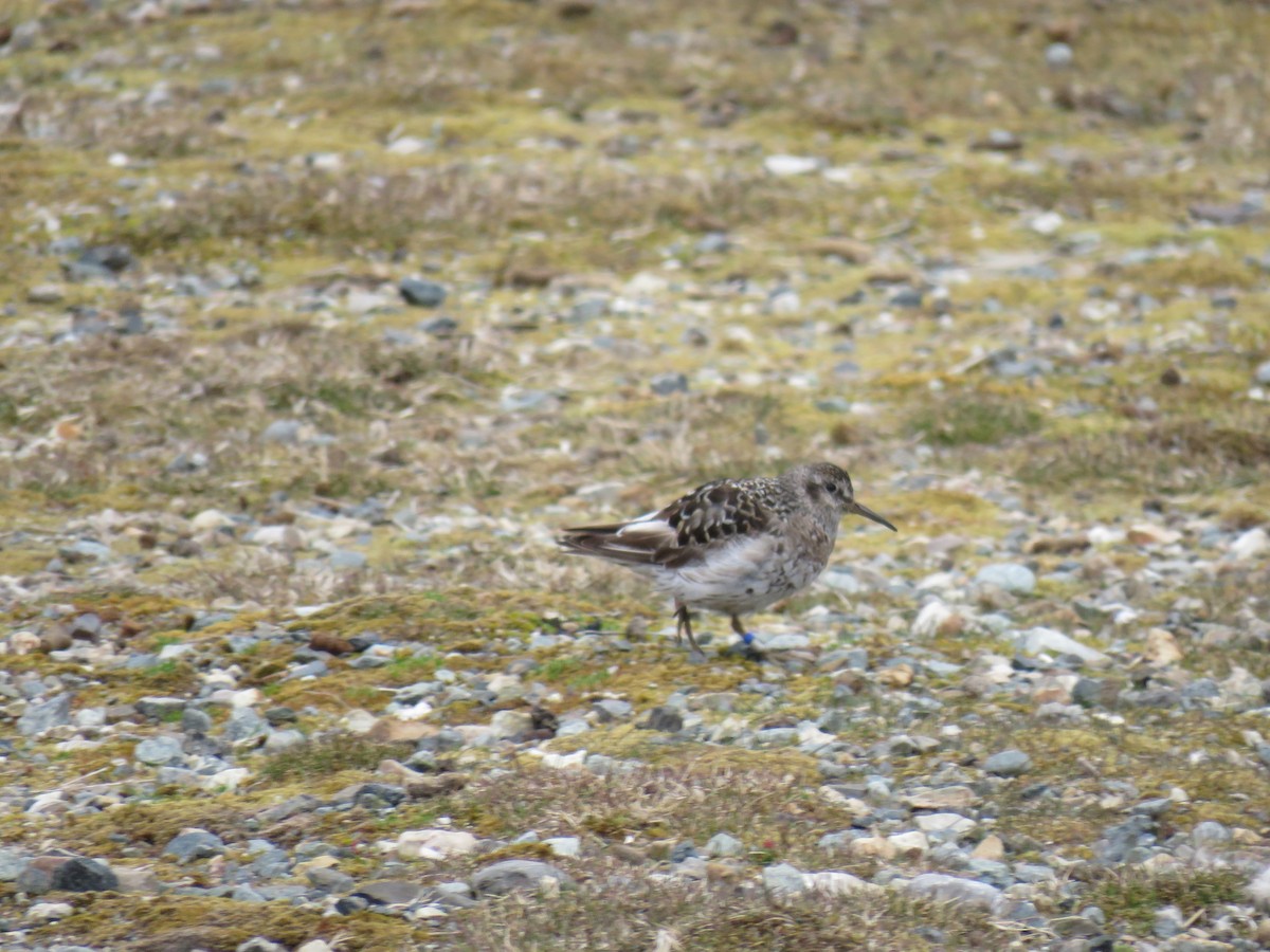 Purple Sandpiper - ML620522116