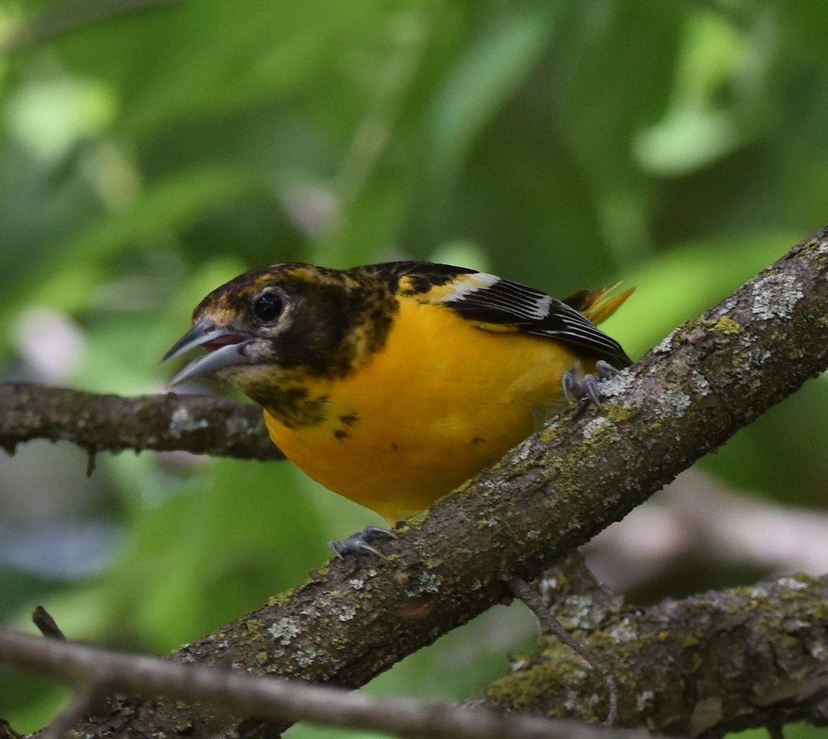 Baltimore Oriole - ML620522117