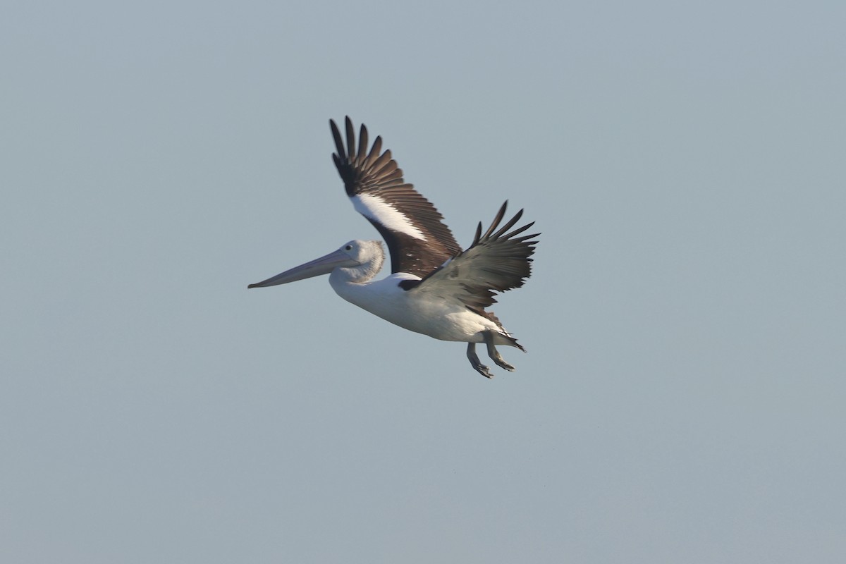 pelikán australský - ML620522119
