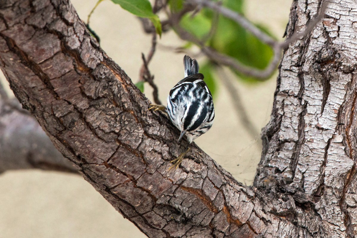 Black-and-white Warbler - ML620522120