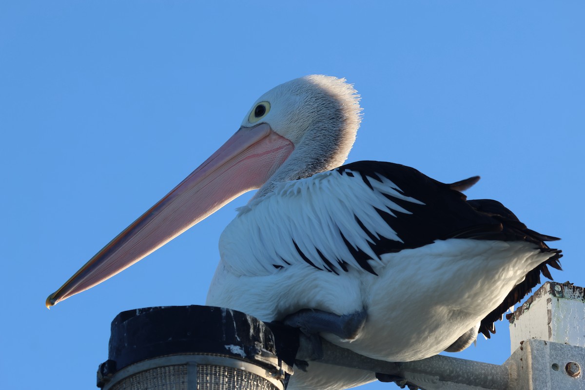 Australian Pelican - ML620522121