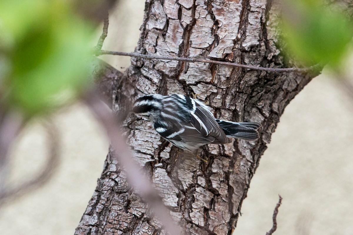 Black-and-white Warbler - ML620522122