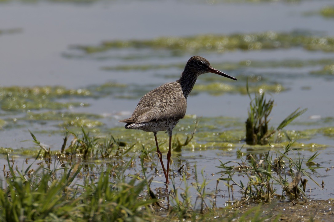 Common Redshank - ML620522123