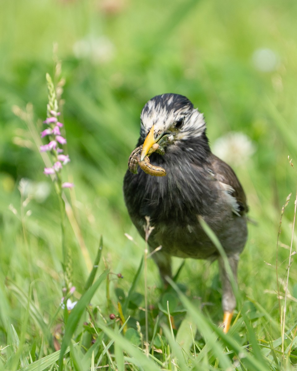 White-cheeked Starling - ML620522130