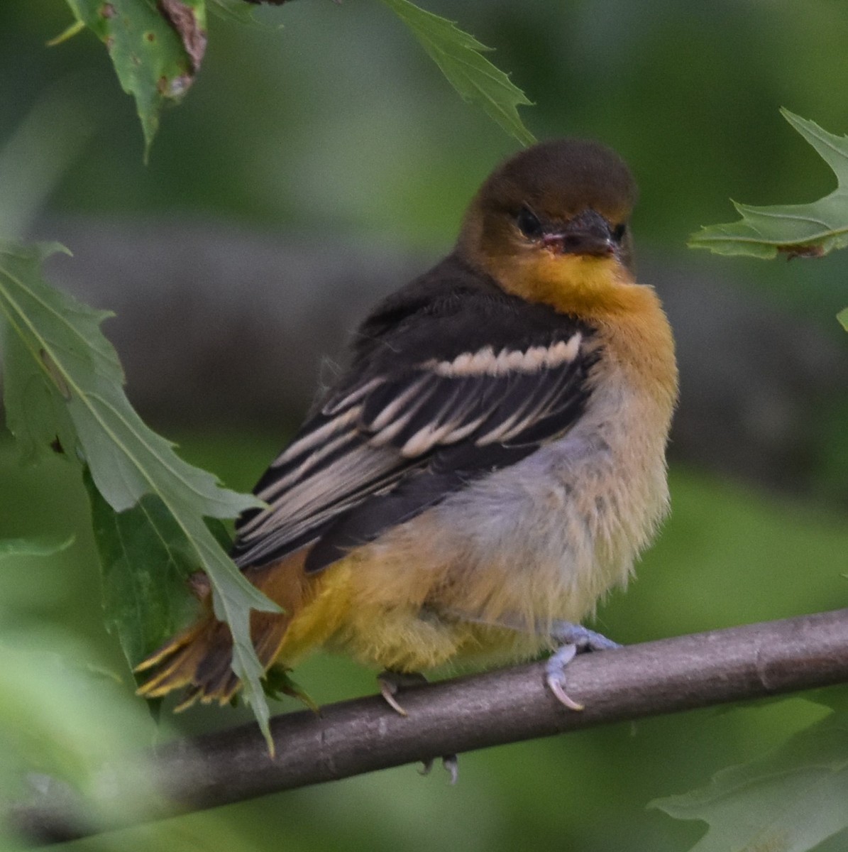 trupiál baltimorský - ML620522136