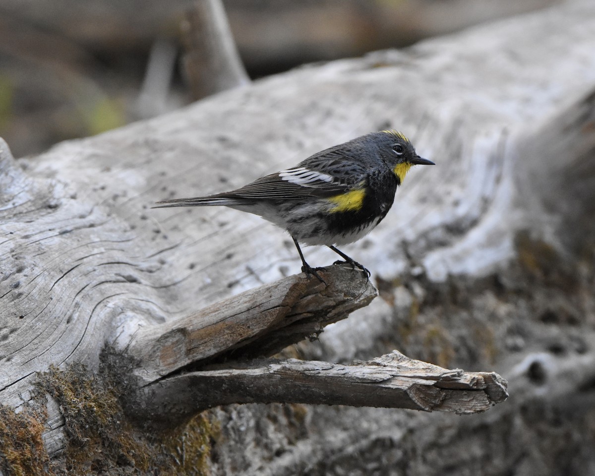 Yellow-rumped Warbler - ML620522137