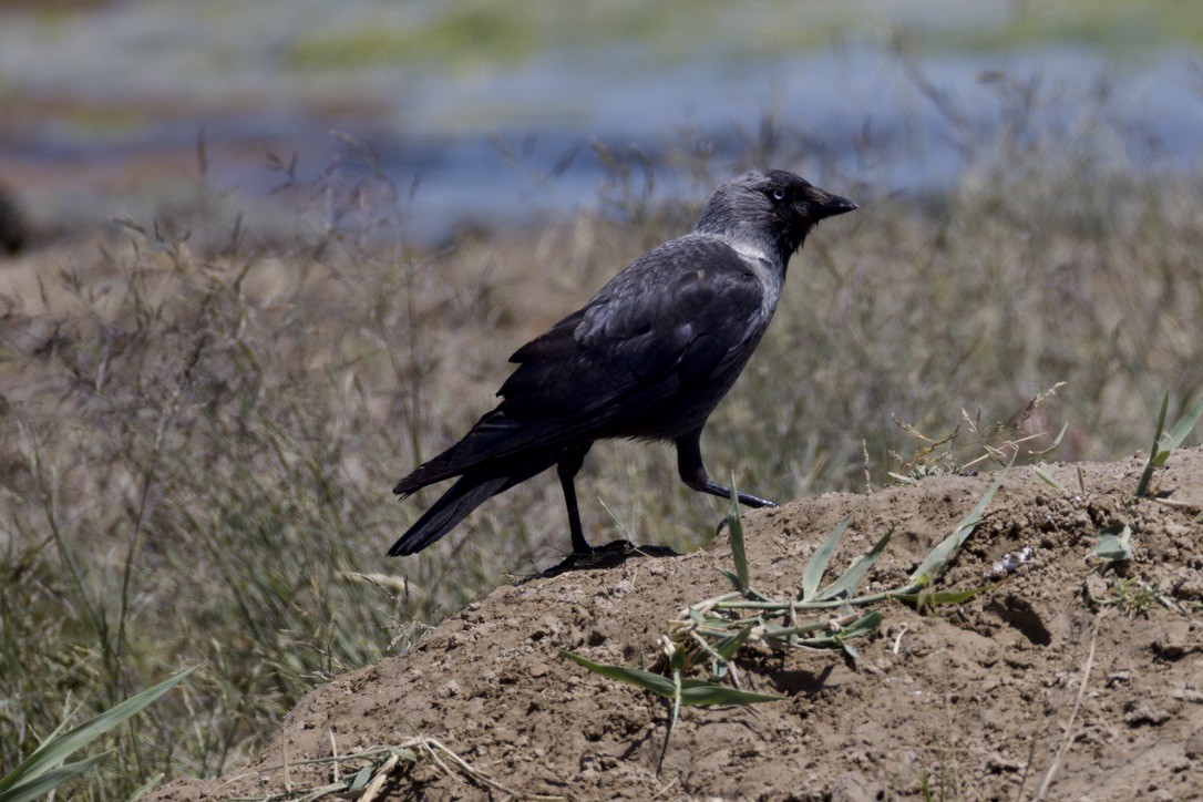 Eurasian Jackdaw - ML620522138