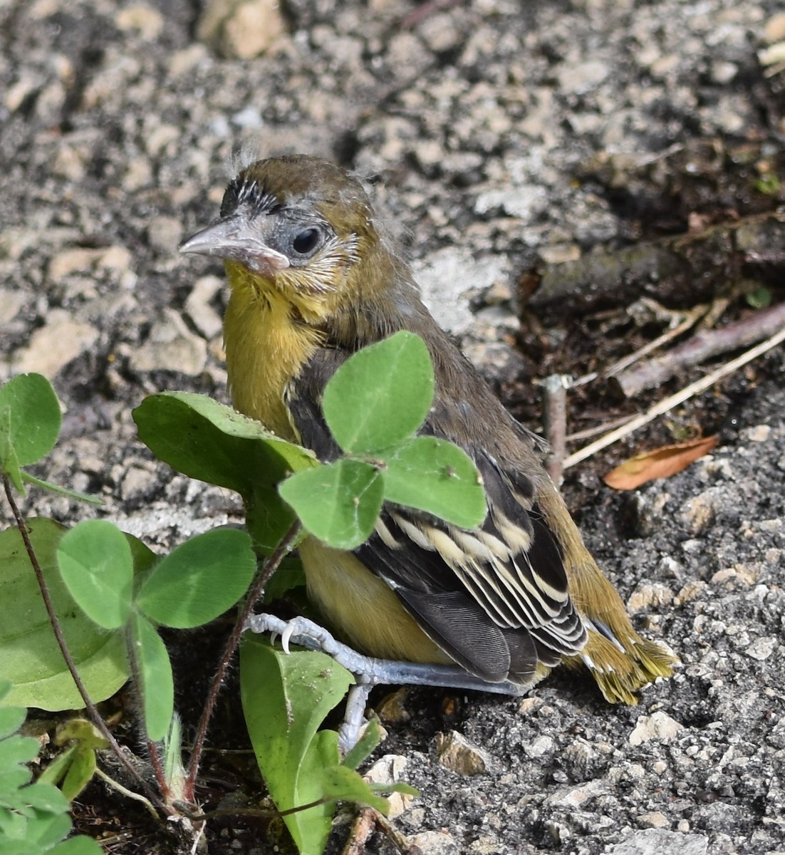 Baltimore Oriole - David and Ann Snodgrass