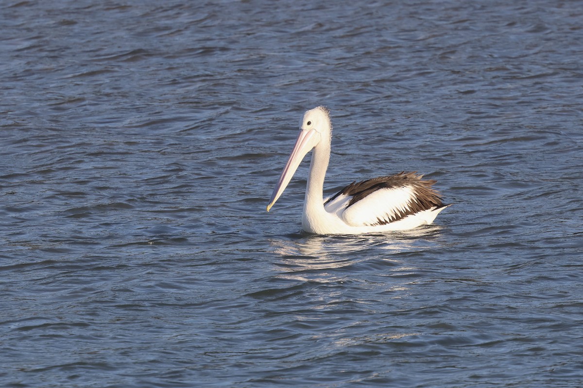 Australian Pelican - ML620522146