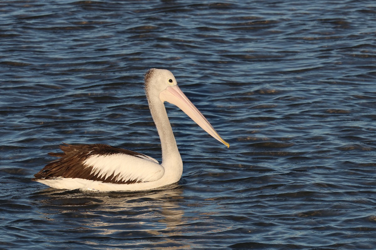 pelikán australský - ML620522147