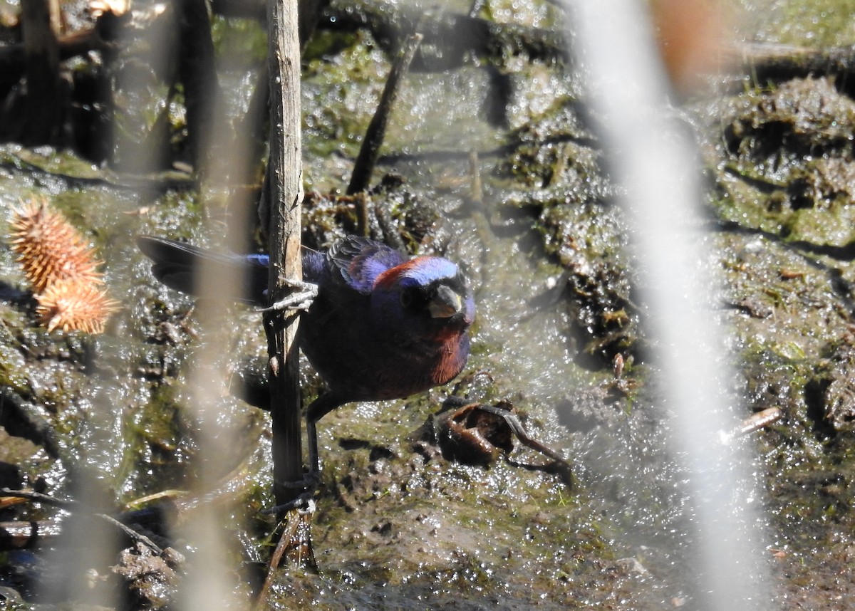 Varied Bunting - Brian Nicholas