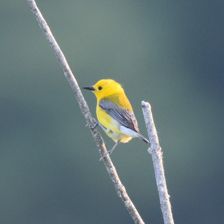 Prothonotary Warbler - ML620522155