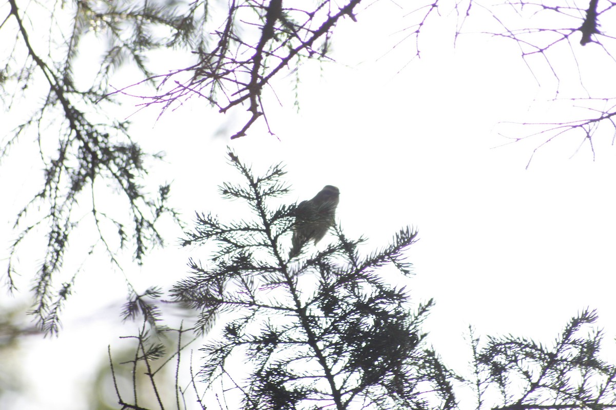 Roitelet à couronne dorée - ML620522160