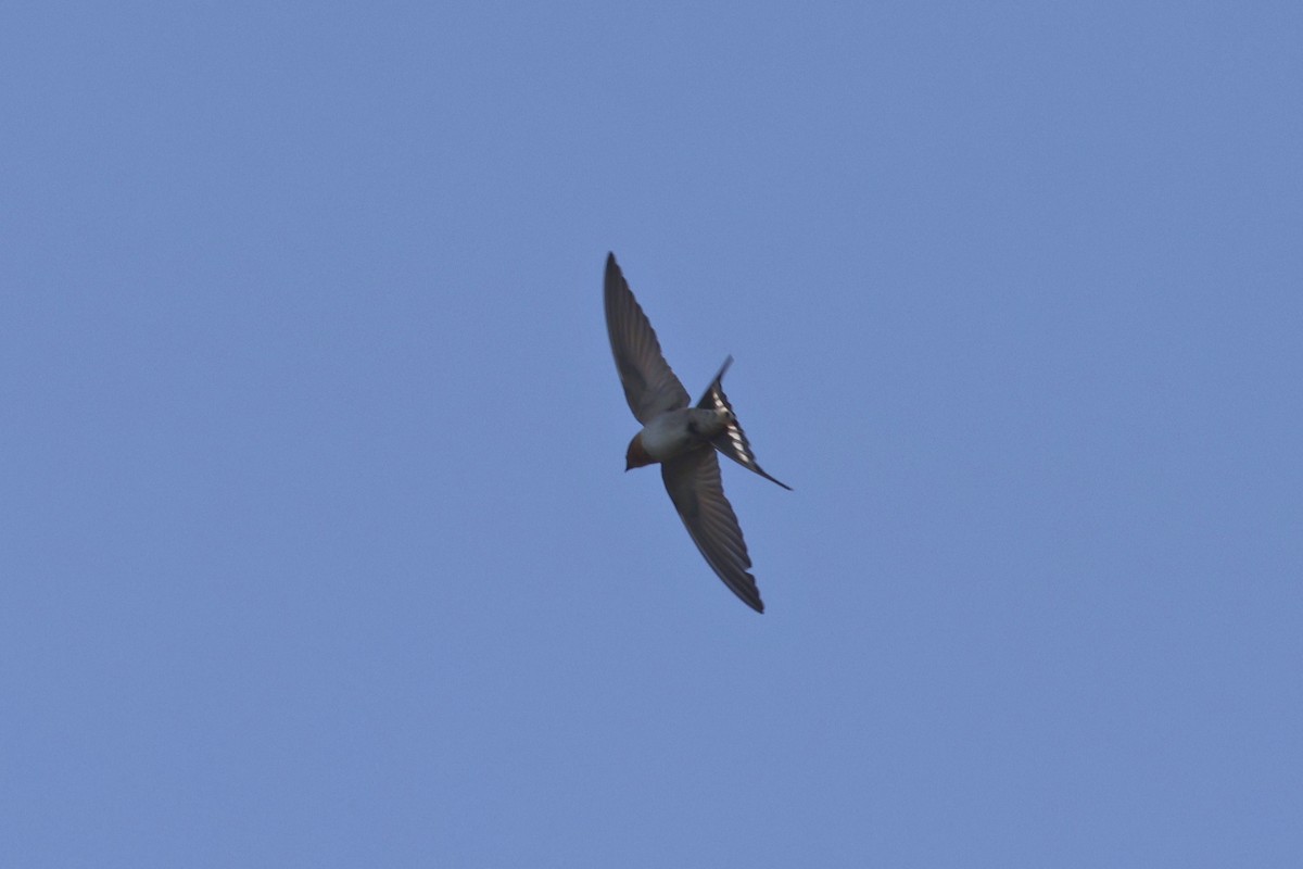 Golondrina Australiana - ML620522163