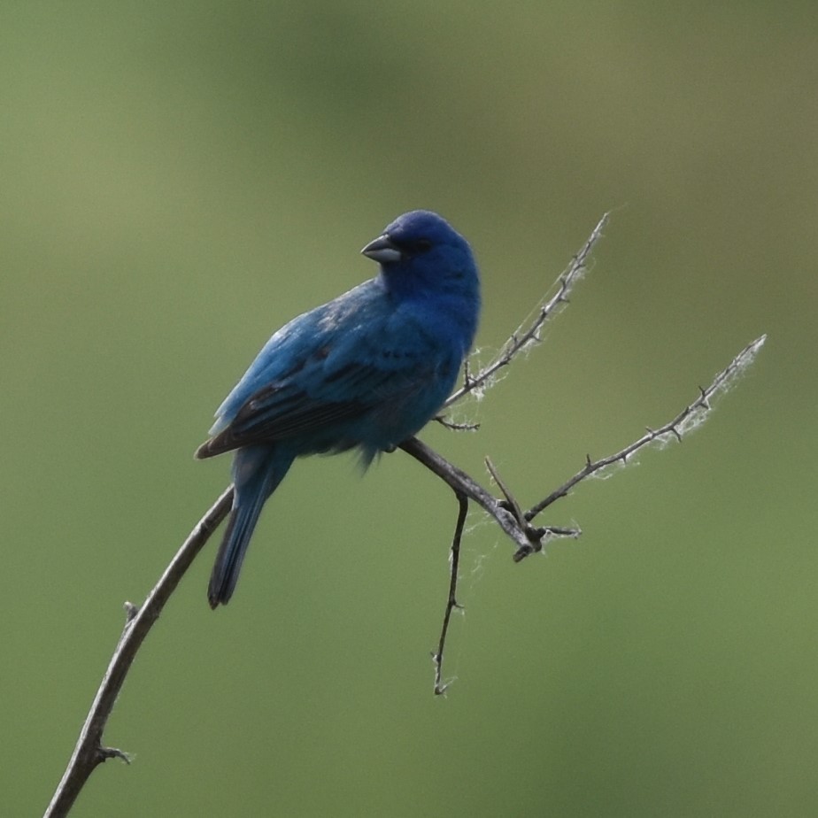 Indigo Bunting - ML620522165