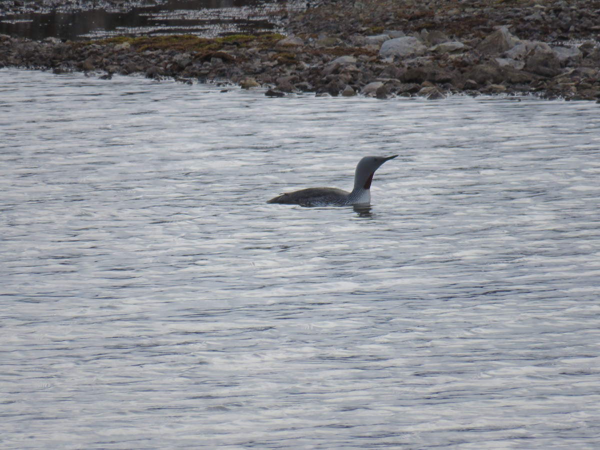 Red-throated Loon - Seokin Yang