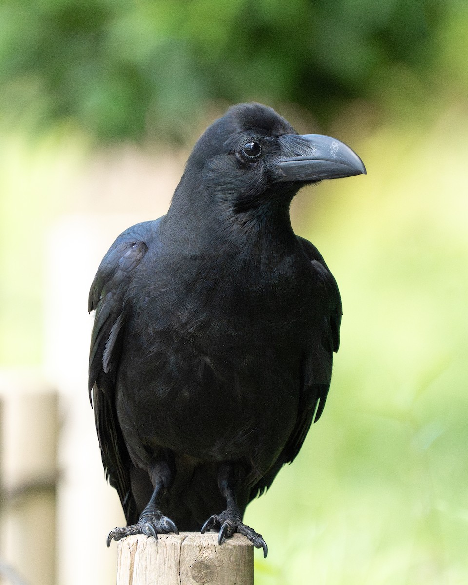 Corbeau à gros bec - ML620522168