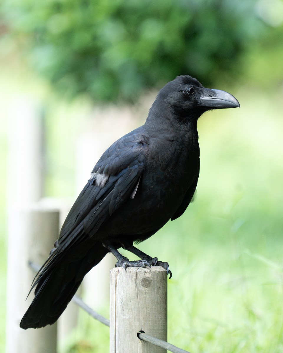 Large-billed Crow - ML620522169