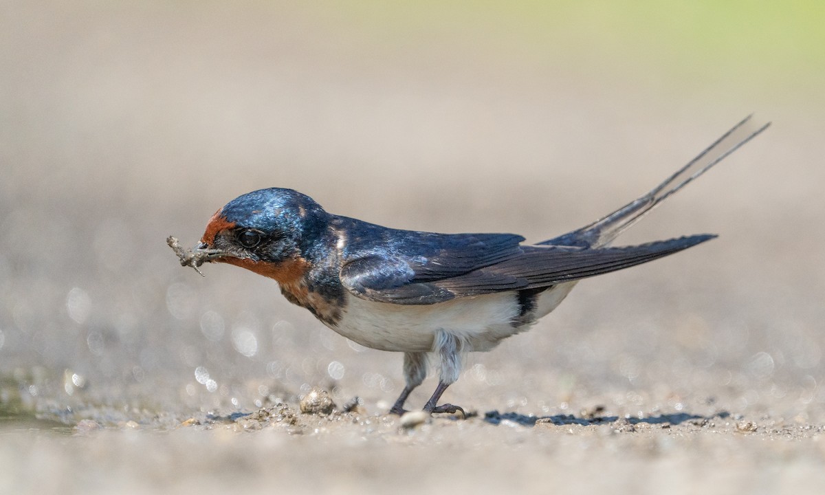 Barn Swallow - ML620522178