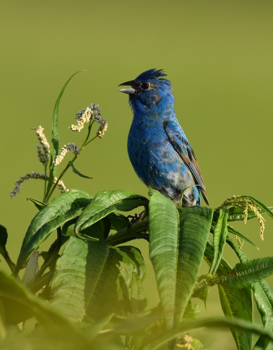 Indigo Bunting - ML620522188