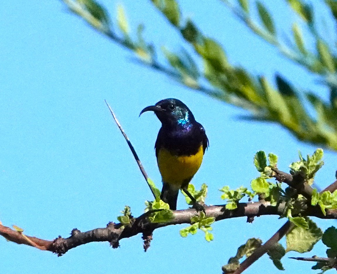 カワリタイヨウチョウ - ML620522189