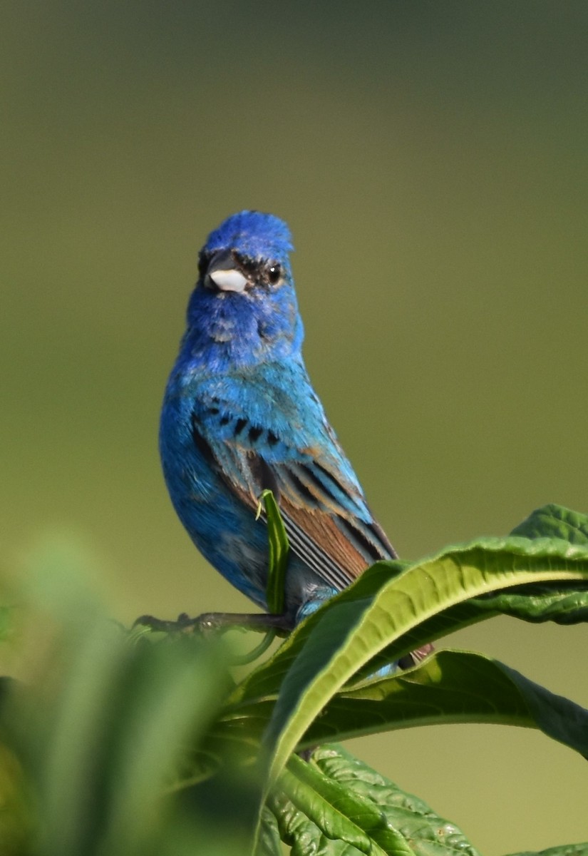 Indigo Bunting - David and Ann Snodgrass