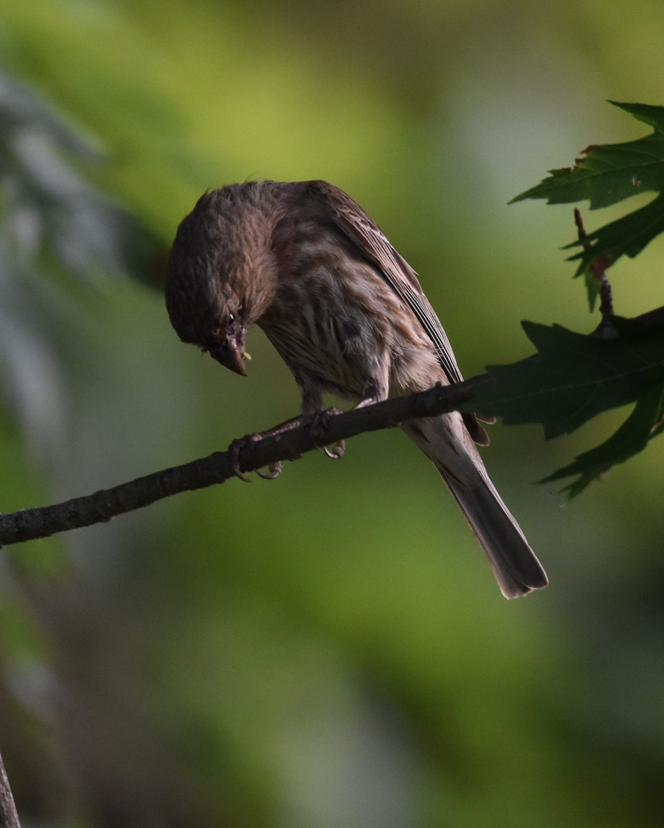 hýl rudoprsý - ML620522203