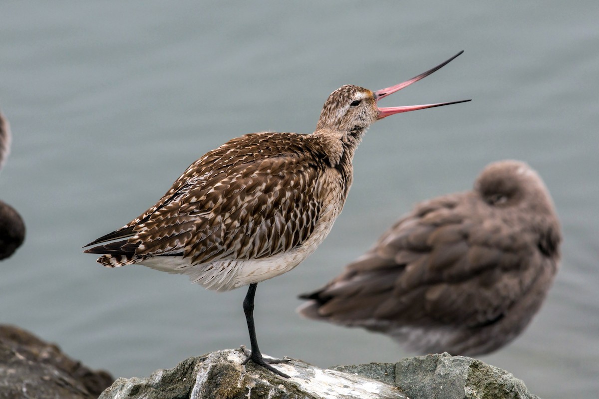 Bar-tailed Godwit - ML620522207