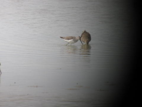 Stilt Sandpiper - Steve Summers