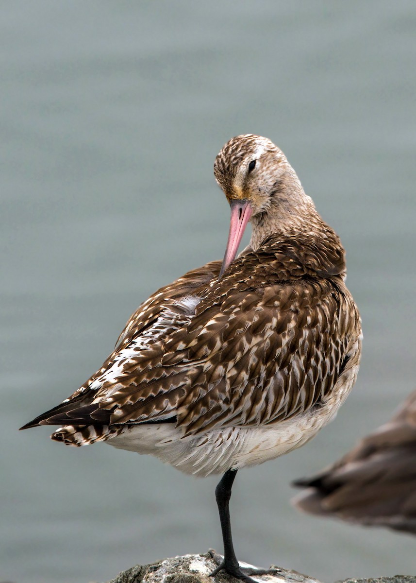 Bar-tailed Godwit - ML620522210