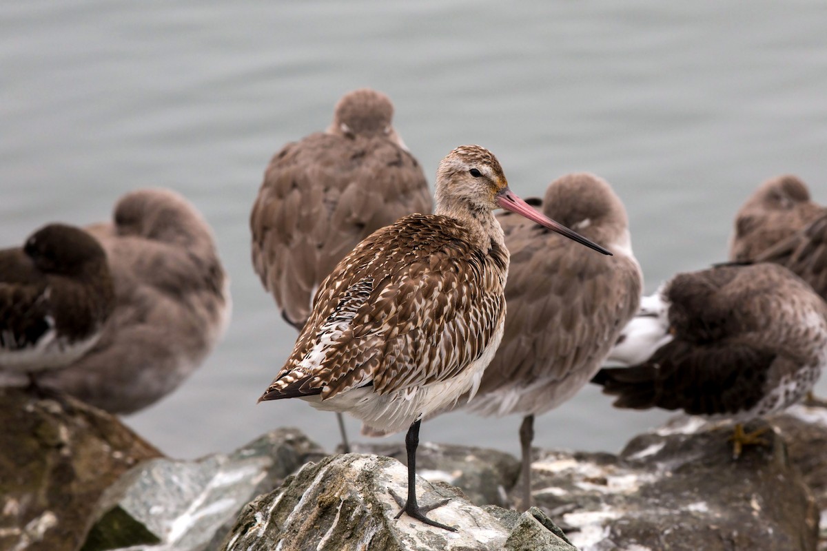 Bar-tailed Godwit - ML620522215