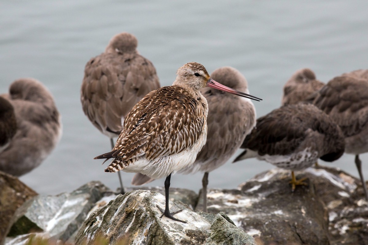 Bar-tailed Godwit - ML620522217