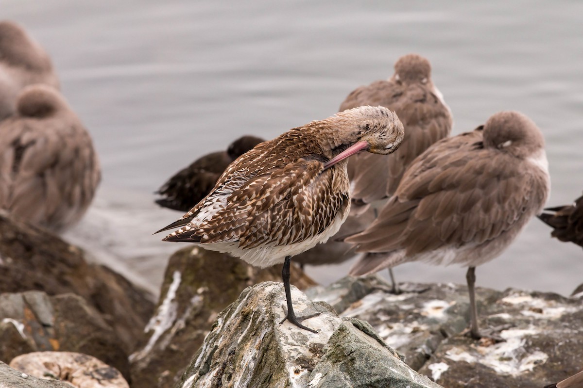 Bar-tailed Godwit - ML620522220