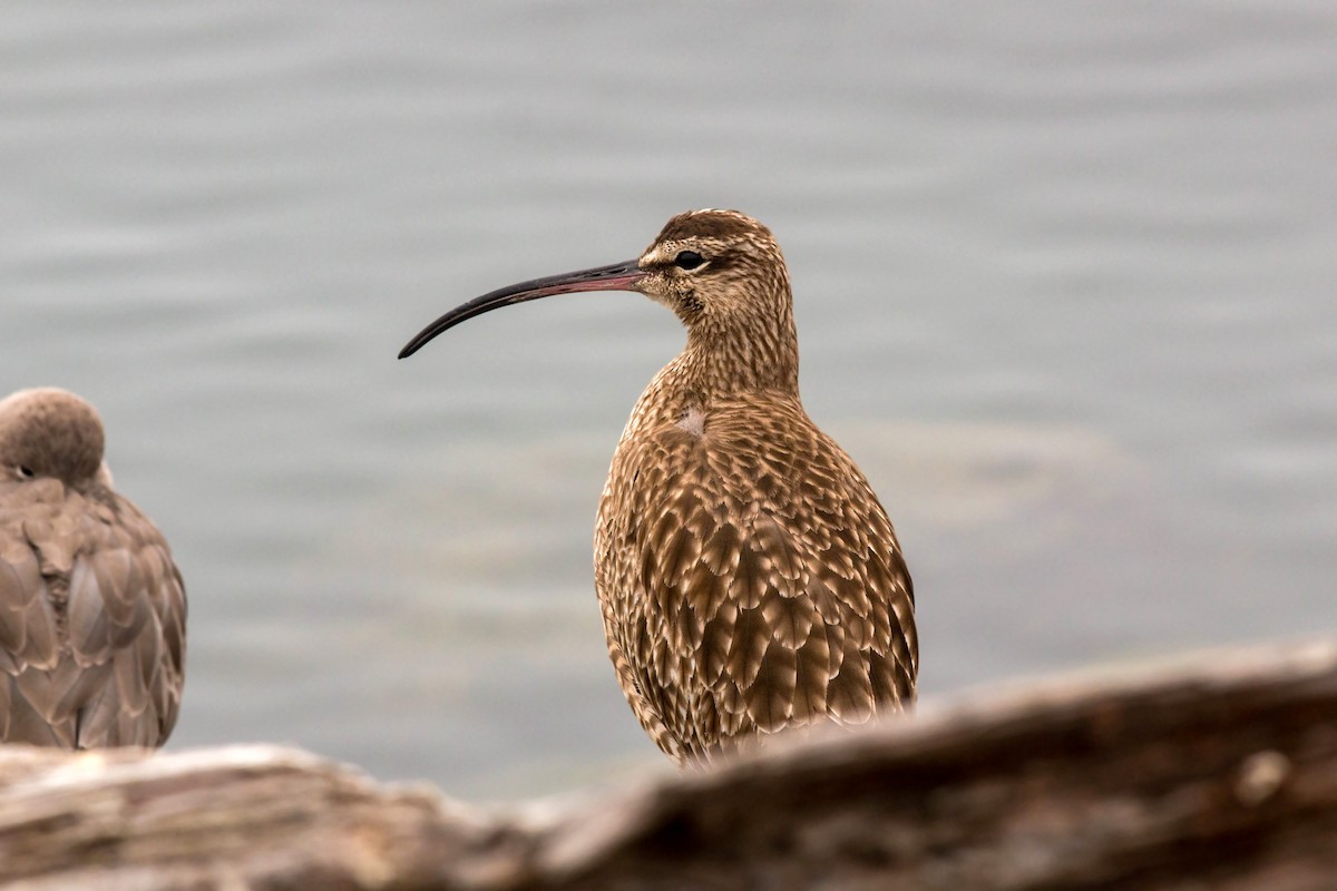 Whimbrel - ML620522221