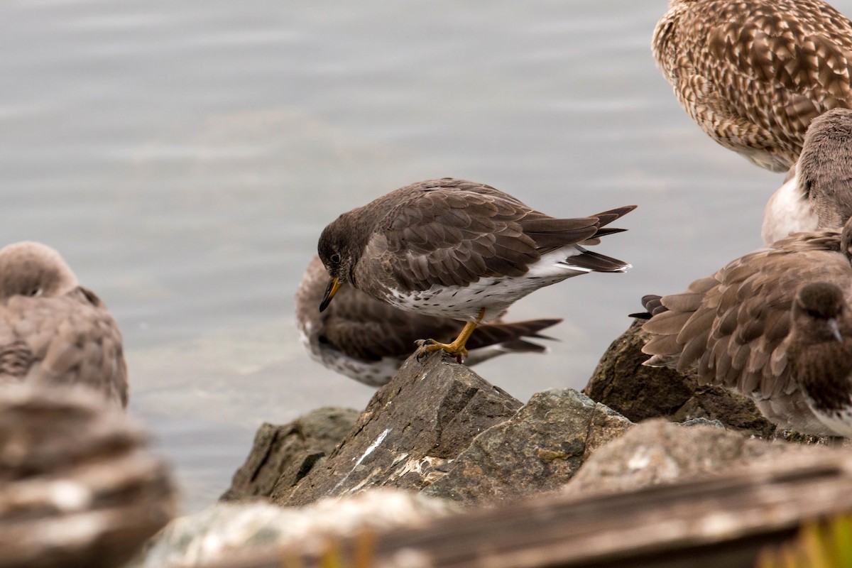 Surfbird - William Clark