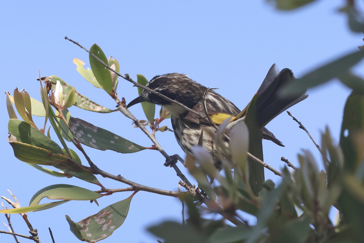 White-cheeked Honeyeater - Dennis Devers