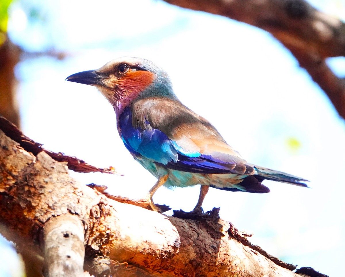 Lilac-breasted Roller - ML620522228