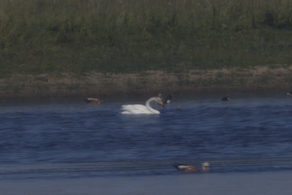 Whooper Swan - ML620522229