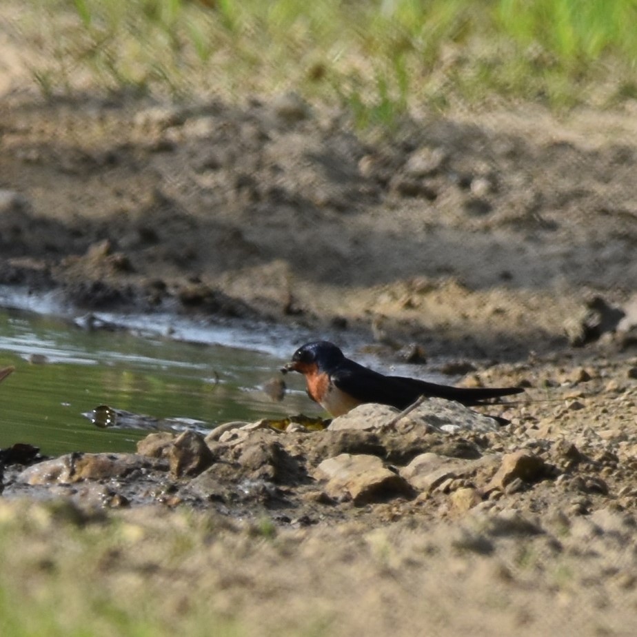 vlaštovka obecná - ML620522230