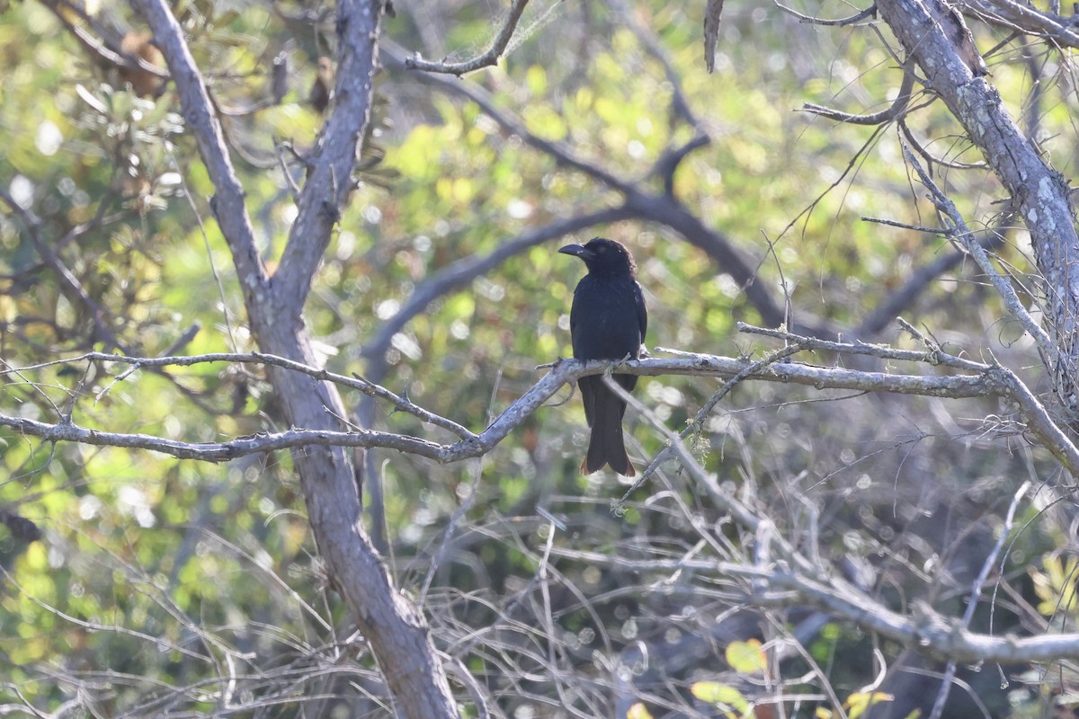 Spangled Drongo - Dennis Devers