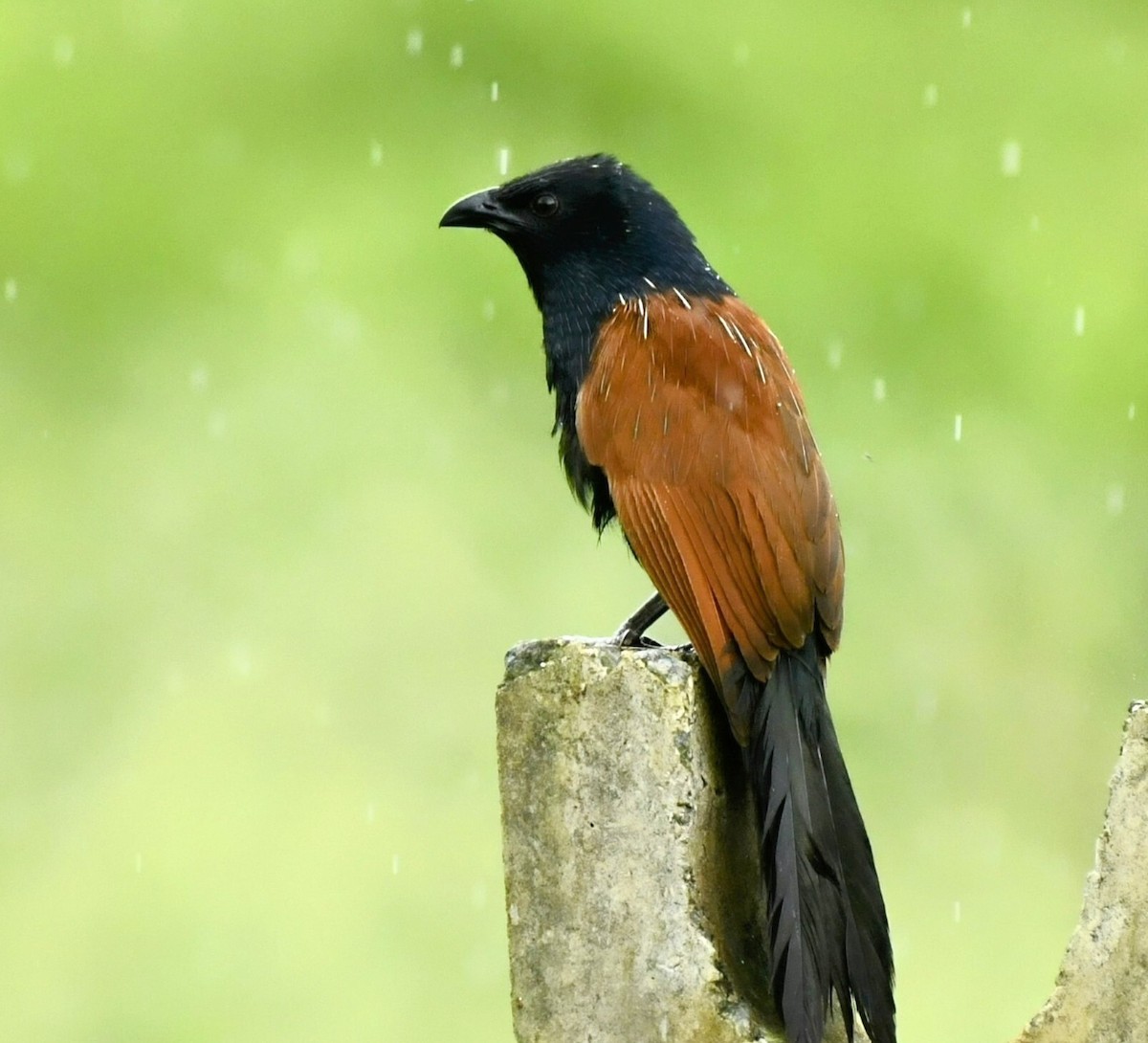 Lesser Coucal - ML620522232