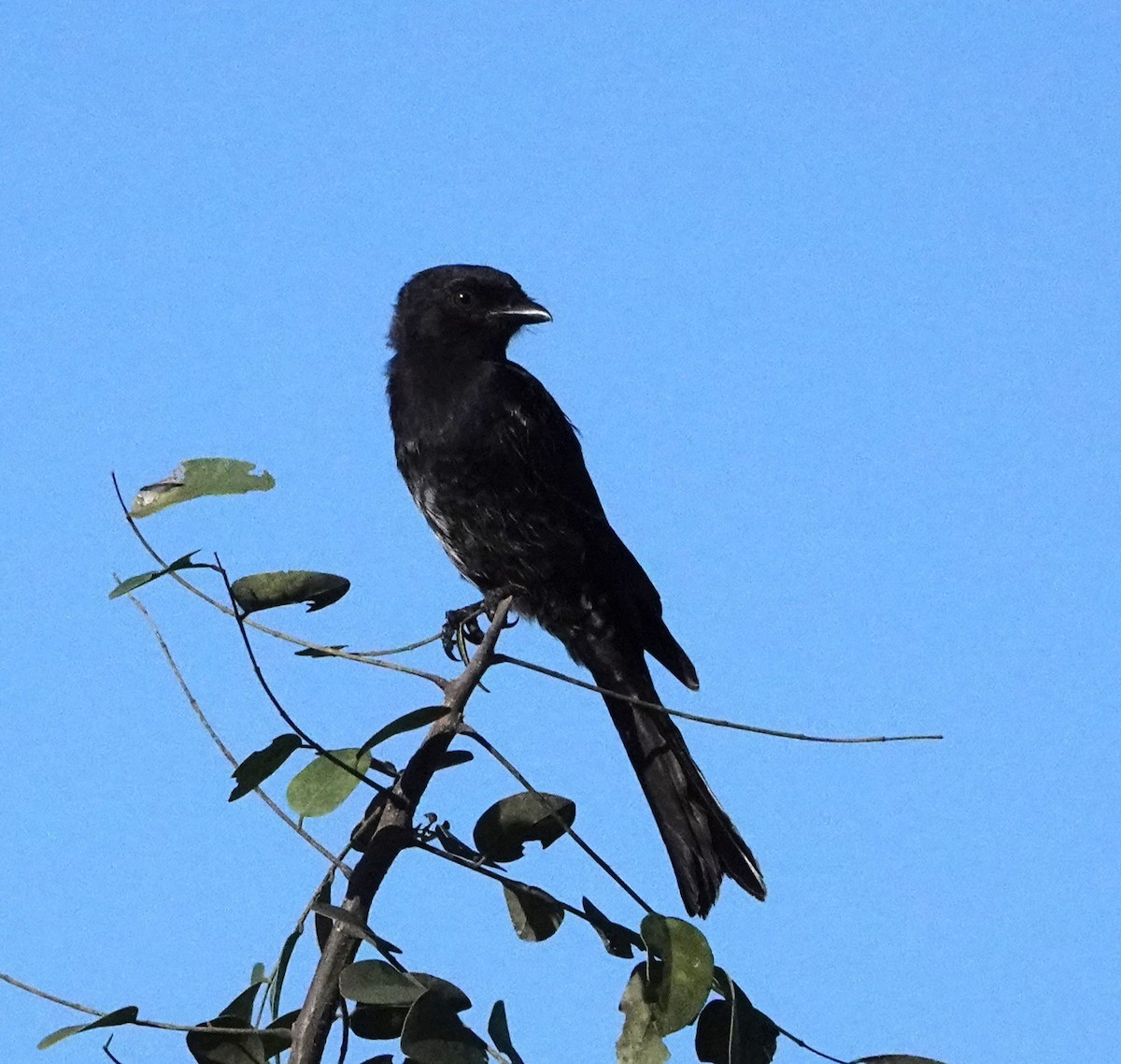 Çatal Kuyruklu Drongo - ML620522234