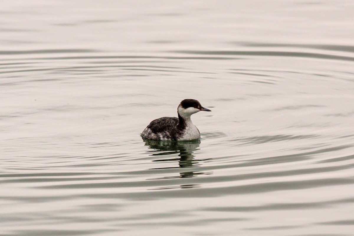 Horned Grebe - ML620522235