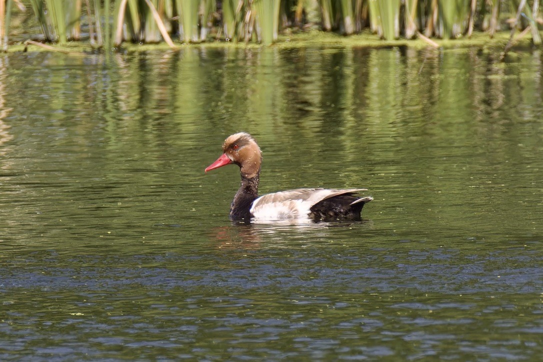 Red-crested Pochard - ML620522236