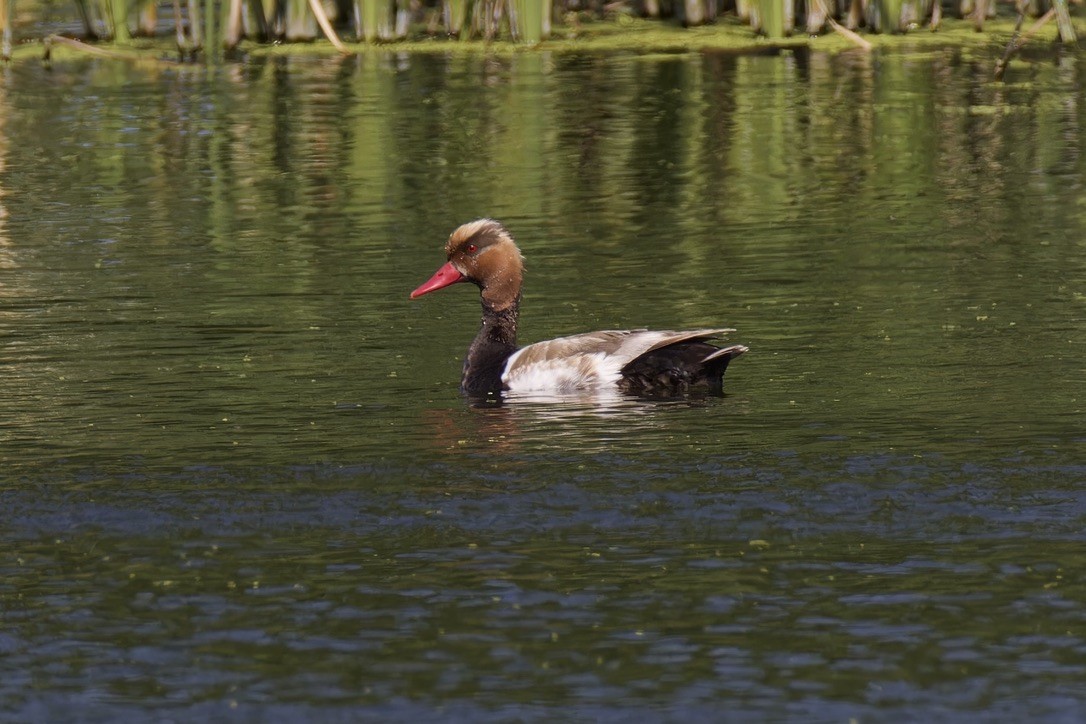 Red-crested Pochard - ML620522237