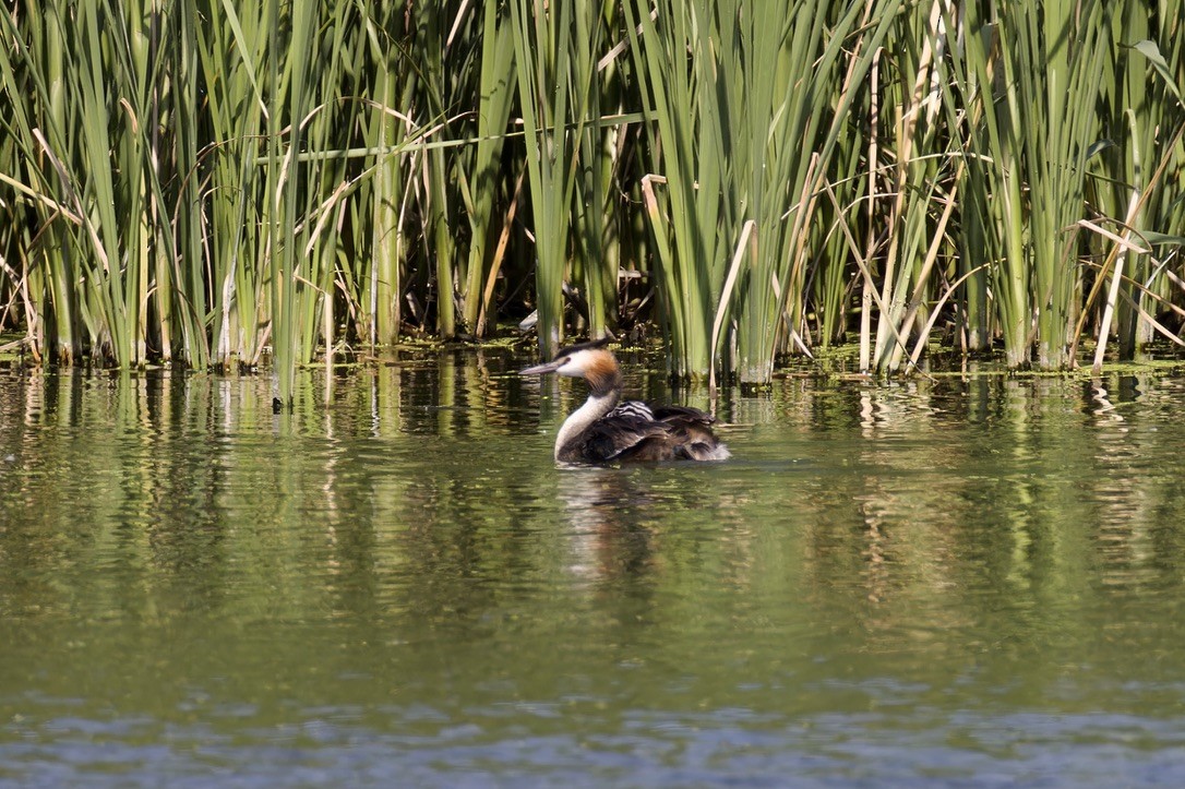 Great Crested Grebe - ML620522240