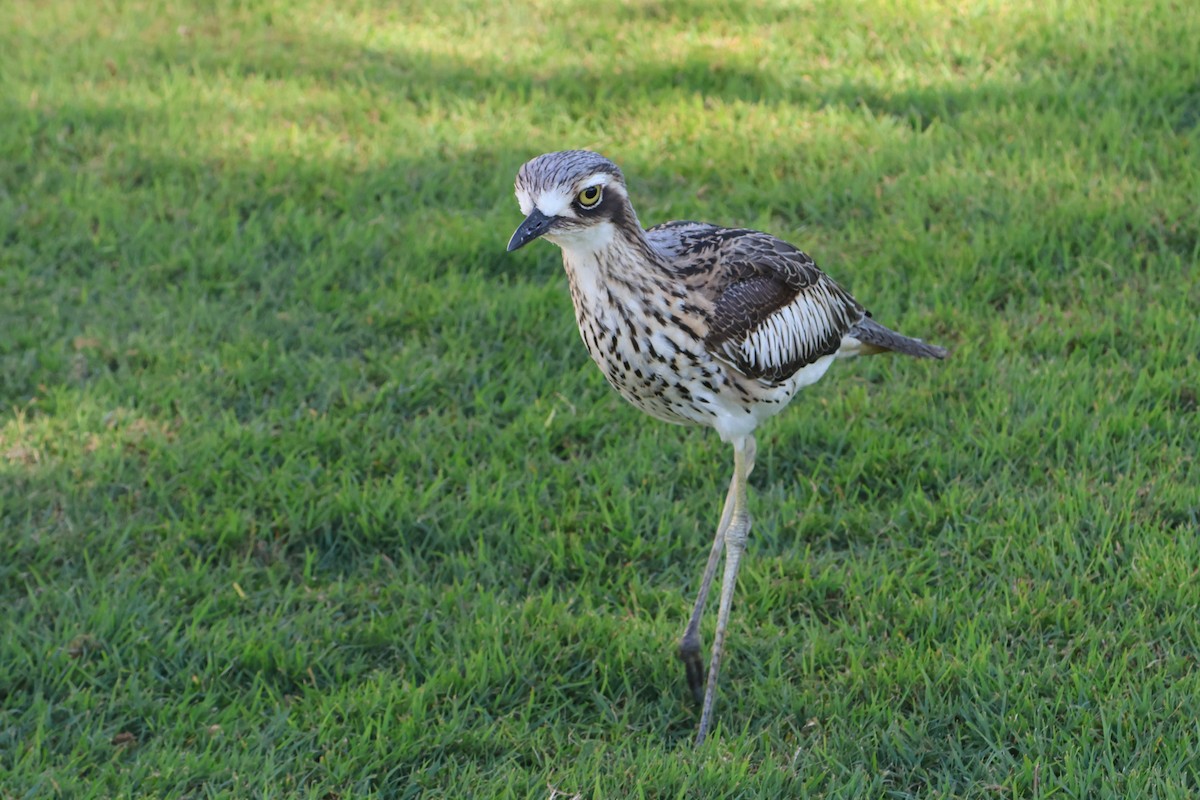 Bush Thick-knee - ML620522246