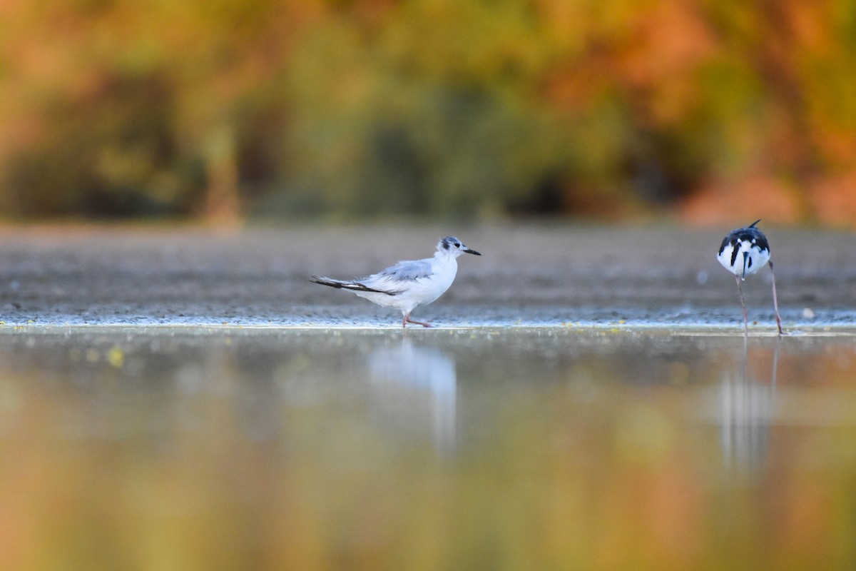 Bonaparte's Gull - ML620522248