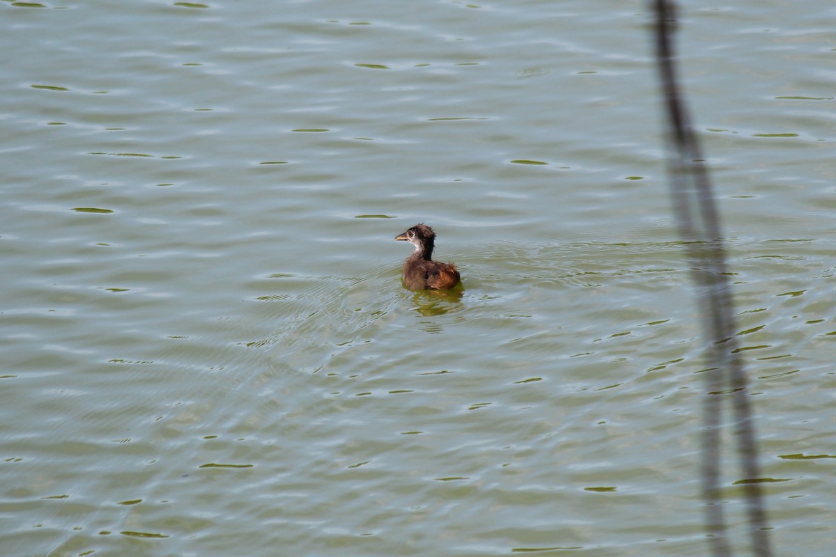 White-breasted Waterhen - ML620522249